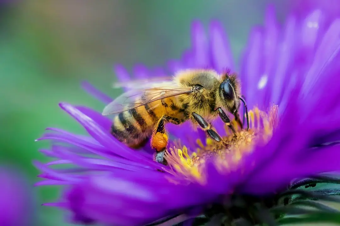 Biene sammelt Nektar und Pollen an einer Blüte – Bestäubung einfach erklärt