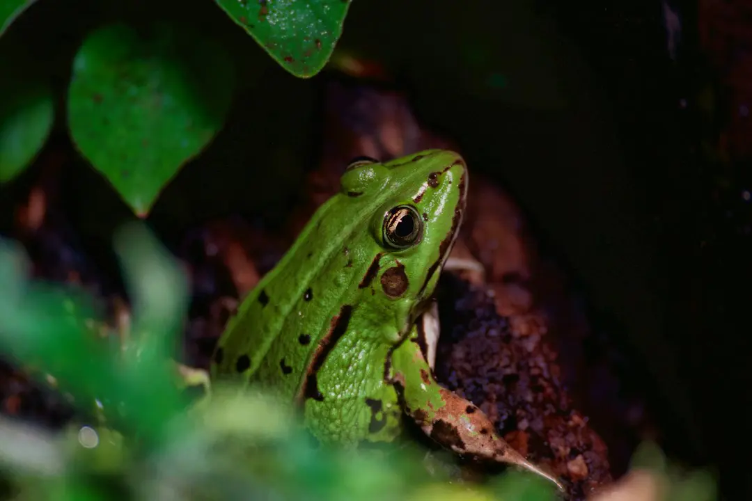 Frosch zwischen grünen Pflanzen – Körperbau und Lebensraum