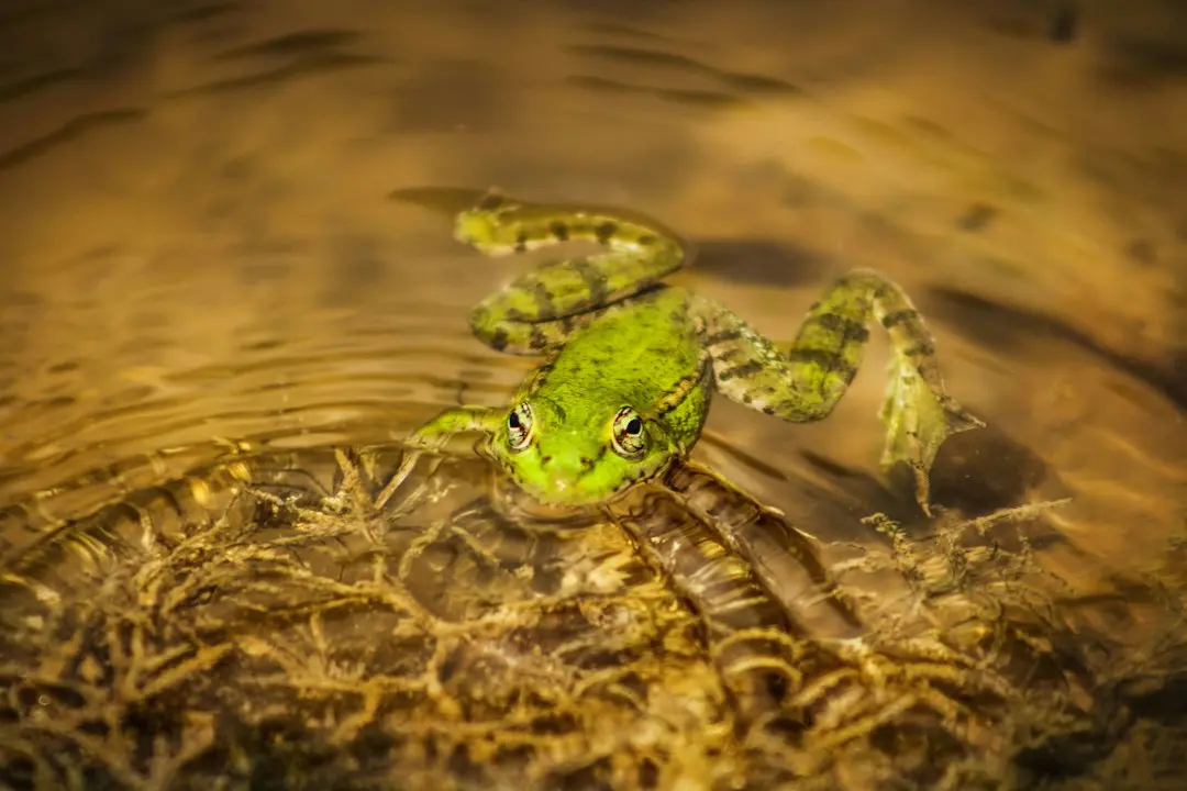 Grüner Frosch im Teich – Lernheft Sachkunde Klasse 3