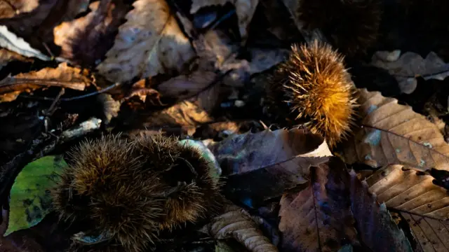 Kastanien und stachelige Fruchthüllen im Herbstlaub für Spiele mit Kastanien